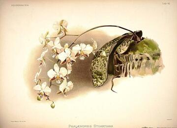 Phalaenopsis Stuartiana, Reichenbachia: Orchids Illustrated and Described Tab. 42 (1888)