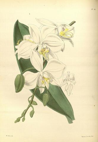 Phalaenopsis grandiflora (in text), A Second Century of Orchidaceous Plants Pl. 114 (1867)