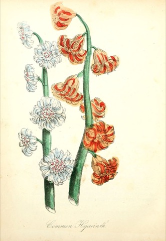 Common Hyacinth, The American Flora 48 (1855)