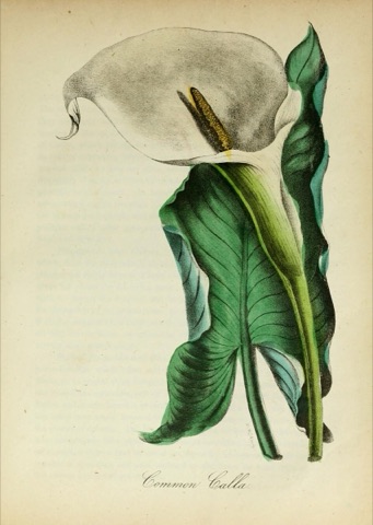 Common Calla, The American Flora 36 (1855)