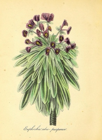 Euphorbia atro-purpurea, The American Flora 32 (1855)