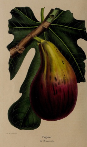 Figuier de Brunswick, La Belgique horticole  (1852)