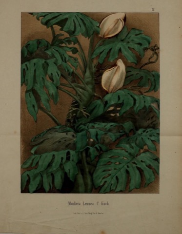 Monstera Lennea C. Koch, Berliner allgemeine Gartenzeitung Taf. IV (1857)
