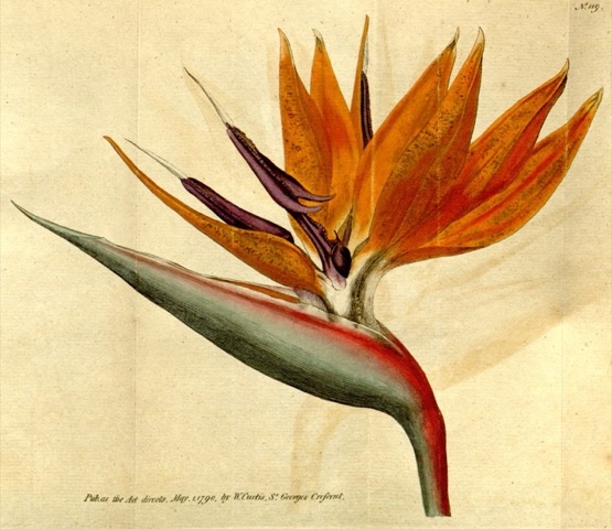 Strelitzia Reginæ, Curtis's Botanical Magazine 119 (1790)