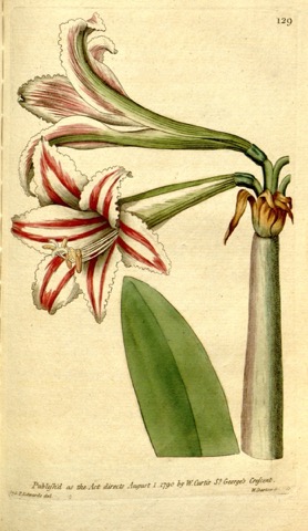 Amaryllis vittata, Curtis's Botanical Magazine 129 (1790)