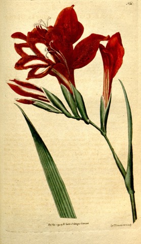 Gladiolus cardinalis, Curtis's Botanical Magazine 135 (1790)