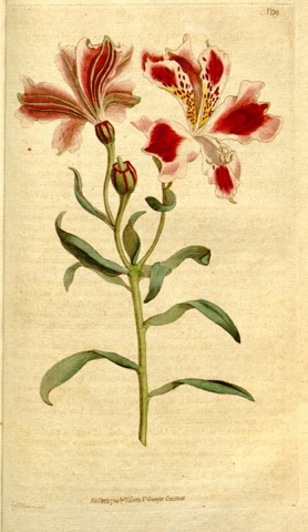 Alstroemeria Pelegrina, Curtis's Botanical Magazine 139 (1790)