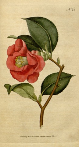 Camellia japonica, Curtis's Botanical Magazine 42 (1788)