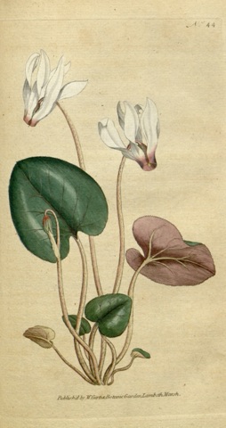 Cyclamen persicum, Curtis's Botanical Magazine 44 (1788)