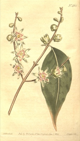 Calycanthus praecox, Curtis's Botanical Magazine 466 (1800)