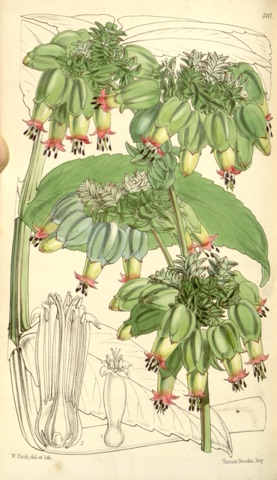 Bryophyllum proliferum, Curtis's Botanical Magazine 5147 (1859)