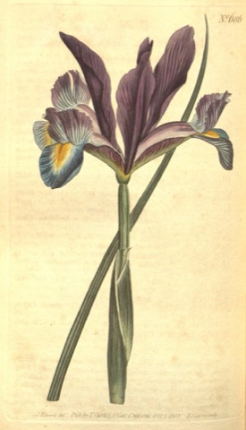 Iris Xiphium, Curtis's Botanical Magazine 686 (1803)