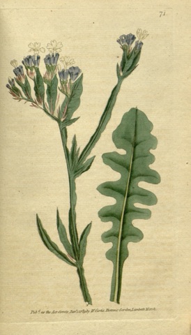 Statice sinuata, Curtis's Botanical Magazine 71 (1789)