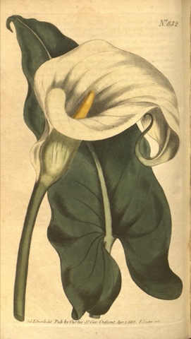 Calla aethiopica, Curtis's Botanical Magazine 832 (1805)