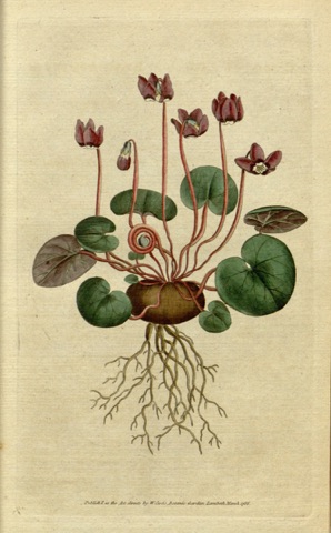 Cyclamen coum, Curtis's Botanical Magazine 4 (1787)