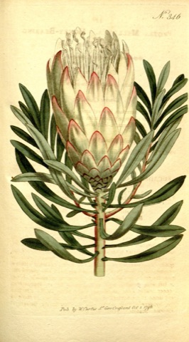 Protea mellifera, Curtis's Botanical Magazine 346 (1796)