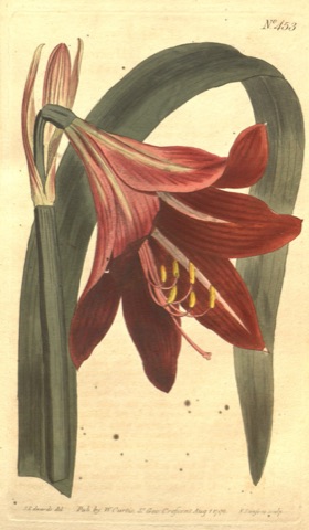 Amaryllis reginae, Curtis's Botanical Magazine 453 (1799)