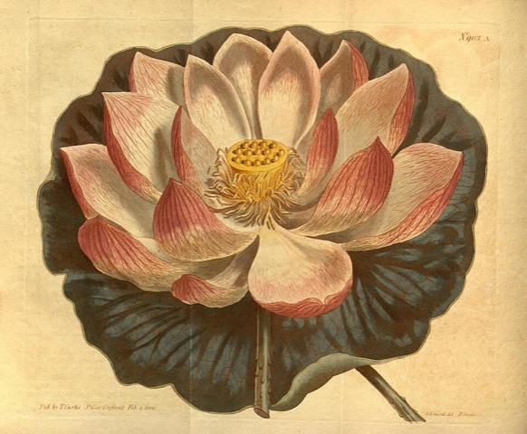 Nelumbium speciosum, Curtis's Botanical Magazine 903 A (1806)