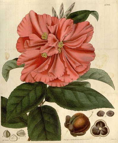 Camellia reticulata, Curtis's Botanical Magazine 2784 (1827)