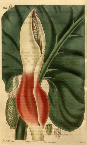 Caladium fragrantissimum, Curtis's Botanical Magazine 3314 (1834)