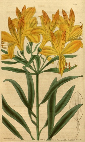 Alstroemeria aurea, Curtis's Botanical Magazine 3350 (1834)