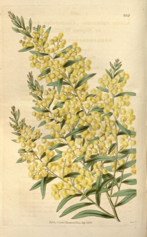 Acacia prominens, Curtis's Botanical Magazine 3502 (1836)