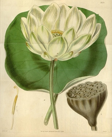 Nelumbium luteum, Curtis's Botanical Magazine 3753 (1840)