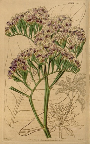 Statice arborea, Curtis's Botanical Magazine 3776 (1840)