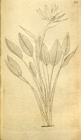Strelitzia reginae, Curtis's Botanical Magazine 120 (1791)