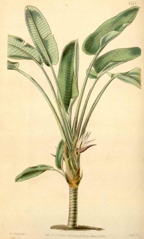 Strelitzia augusta, Curtis's Botanical Magazine 4167 (1845)
