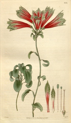 Alstroemeria psittacina, Curtis's Botanical Magazine 3033 (1830)