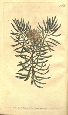Protea scolymus, Curtis's Botanical Magazine 698 (1804)