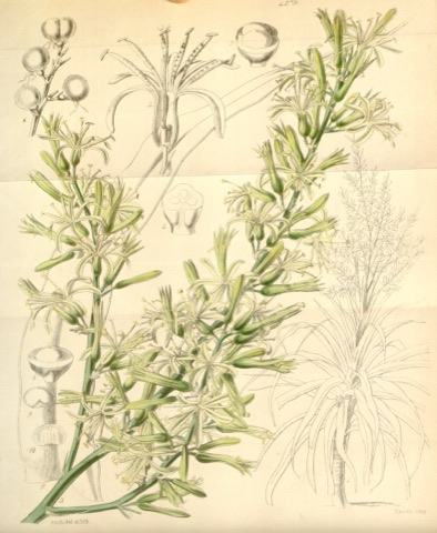 Cordyline rumphii, Curtis's Botanical Magazine 4279 (1847)