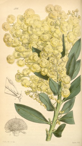 Acacia celastrifolia, Curtis's Botanical Magazine 4306 (1847)