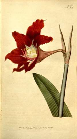 Amaryllis equestris, Curtis's Botanical Magazine 305 (1795)
