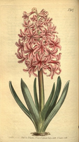 Hyacinthus orientalis, Curtis's Botanical Magazine 937 (1806)