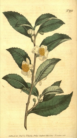 Thea chinensis, Curtis's Botanical Magazine 998 (1807)