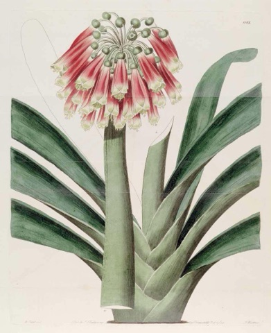 Clivia nobilis, Edwards's Botanical Register 1182 (1828)