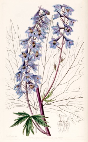 Delphinium intermedium var. palmatifidum, Edwards's Botanical Register Tab. 38 (1838)