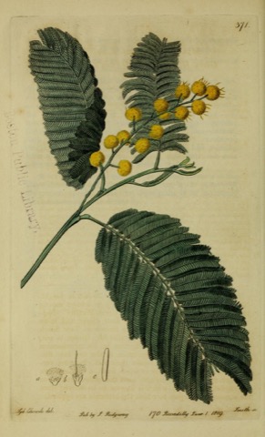 Acacia decurrens β mollis, Edwards's Botanical Register 371 (1819)