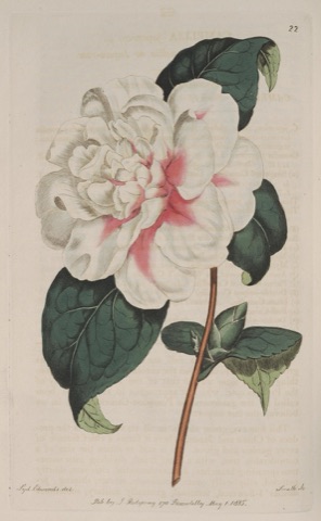 Camellia japonica, Edwards's Botanical Register 22 (1815)