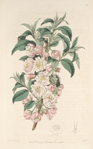 Prunus japonica, Edwards's Botanical Register 27 (1815)
