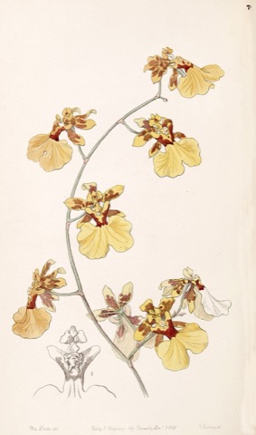 Oncidium pelicanum, Edwards's Botanical Register 70 (1847)