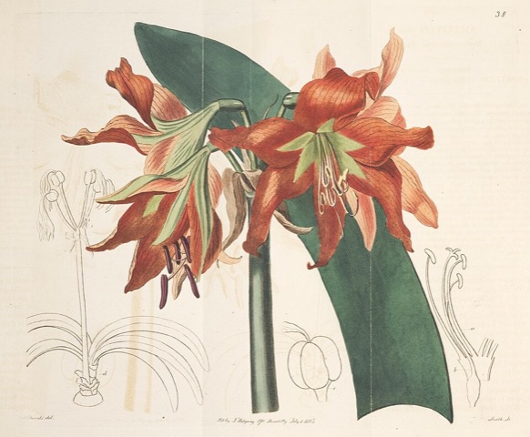 Amaryllis crocata, Edwards's Botanical Register 38 (1815)