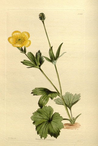 Ranunculus montanus, The Botanical Cabinet 1610 (1830)