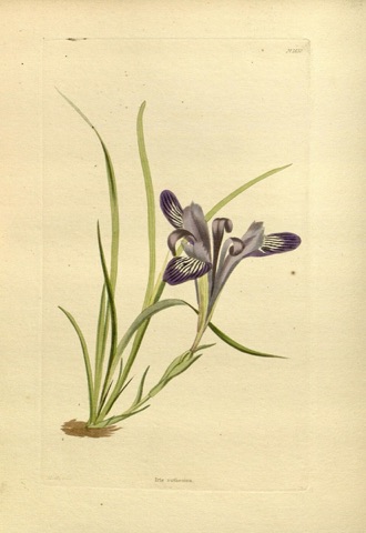 Iris ruthenica, The Botanical Cabinet 1650 (1831)