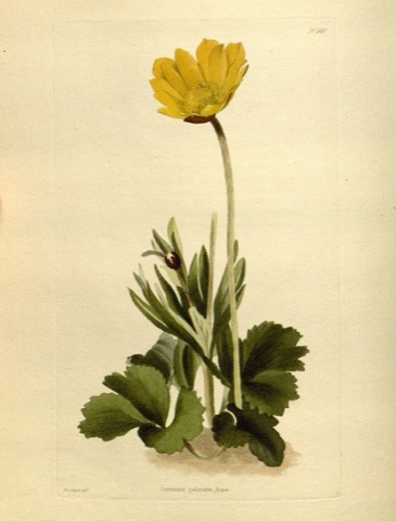 Anemone palmata lutea, The Botanical Cabinet 1660 (1831)