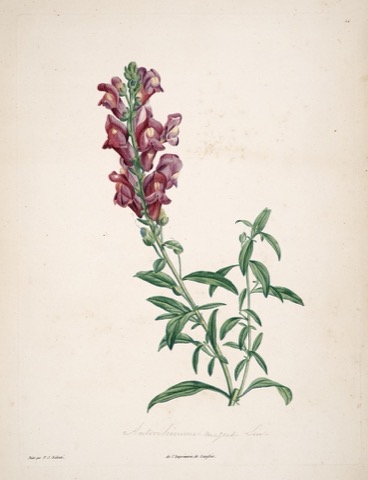 Antirrhinum majus Lin., La botanique de J.J. Rousseau Pl. 24 (1805)