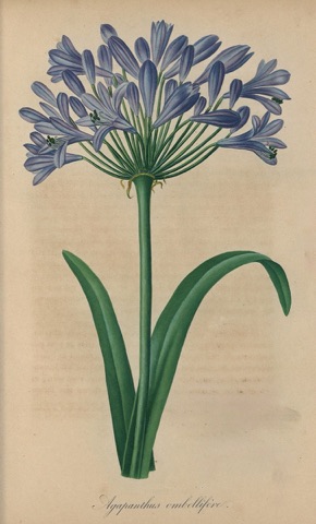 Agapanthus ombellifère, Choix des plus belles fleurs  (1837)