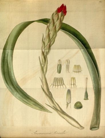 Gusmannia tricolor, Exotic Flora 163* (1827)